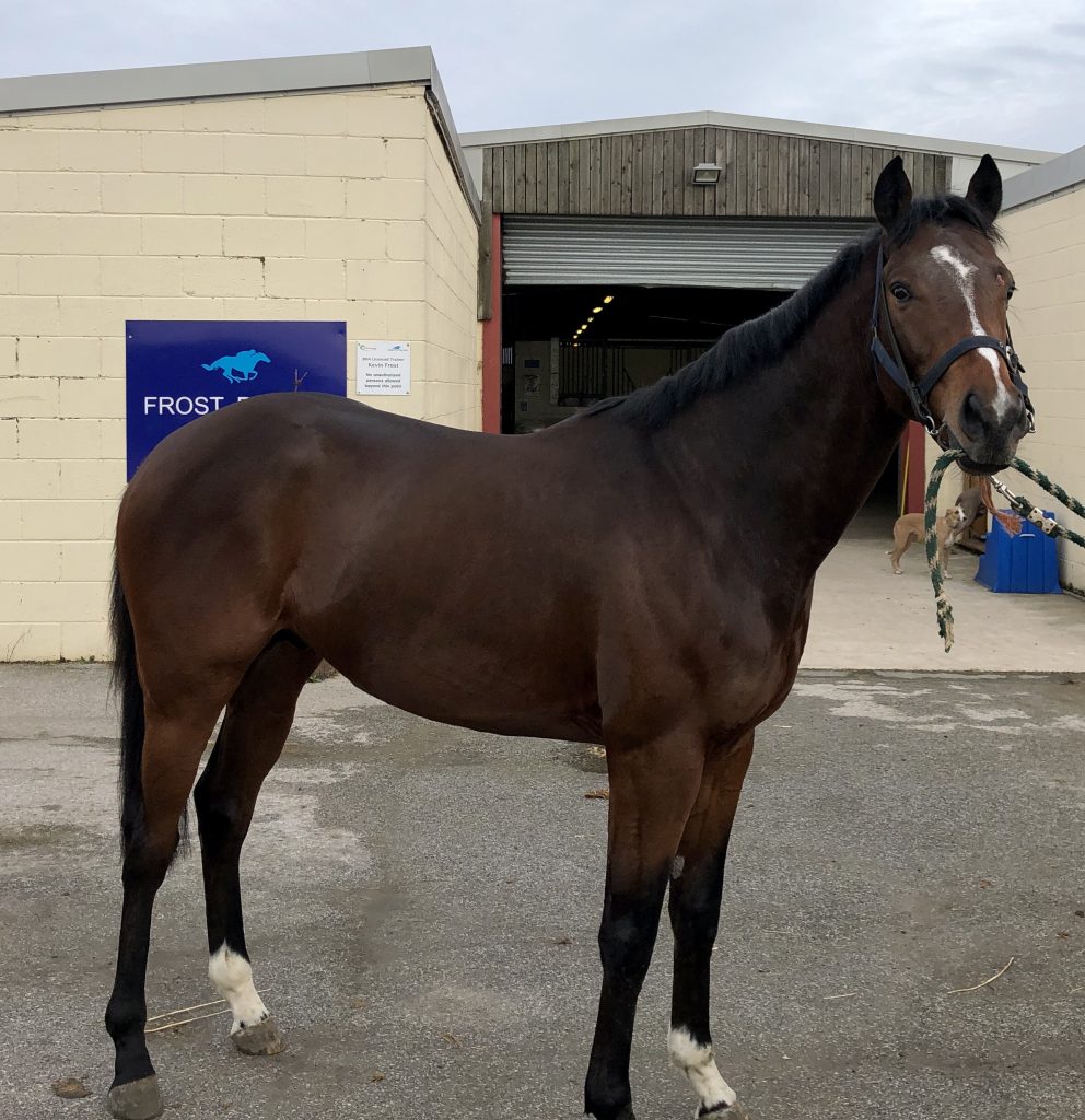 Our Horses Robin Hood Racing